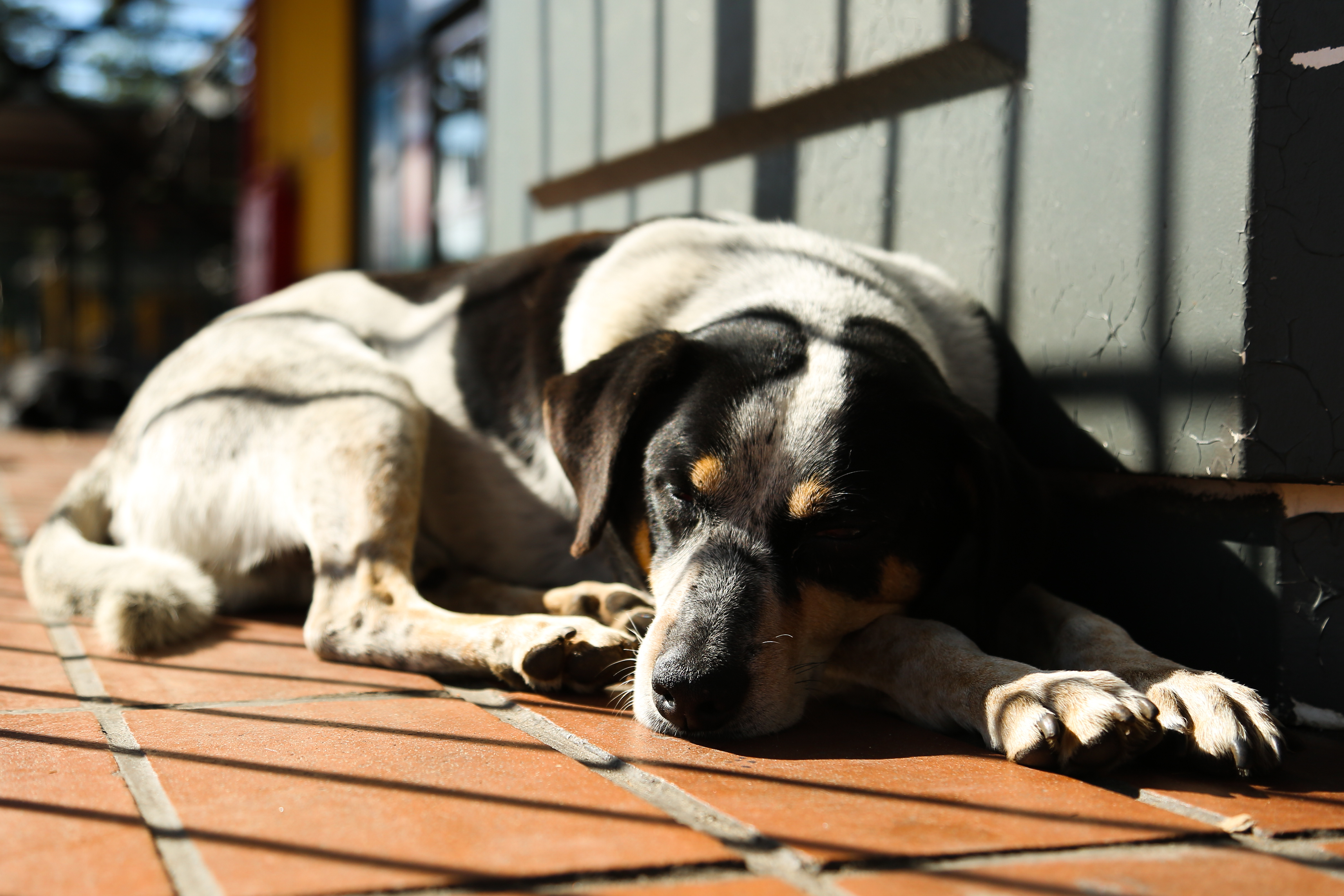 Agressores de animais poderão arcar com custas de tratamento em Curitiba