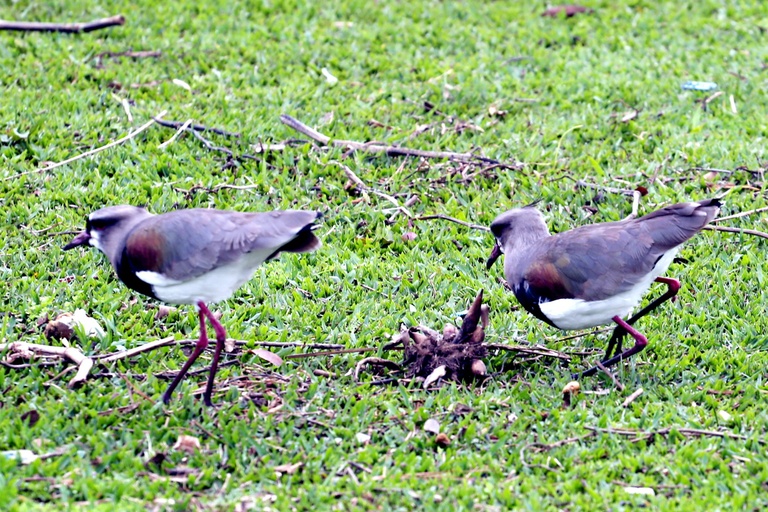 Audiência pública debate o risco de colisões de aves em vidros