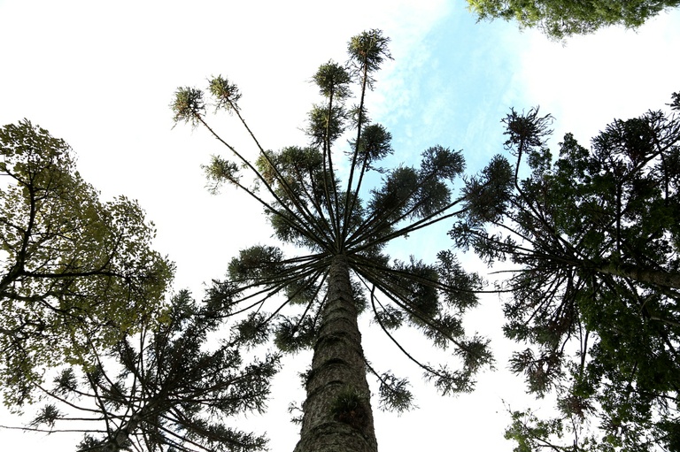 Bosques urbanos podem se tornar unidades de conservação em Curitiba