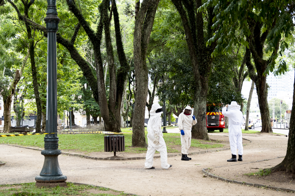 Câmara lamenta acidente com abelhas na praça Eufrásio Correia