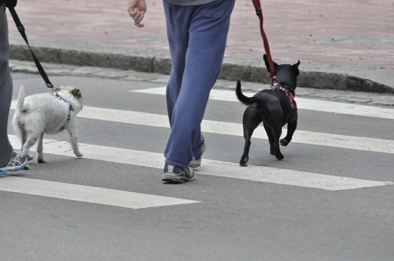 Câmara Municipal vota regras aos pet shops para evitar maus-tratos