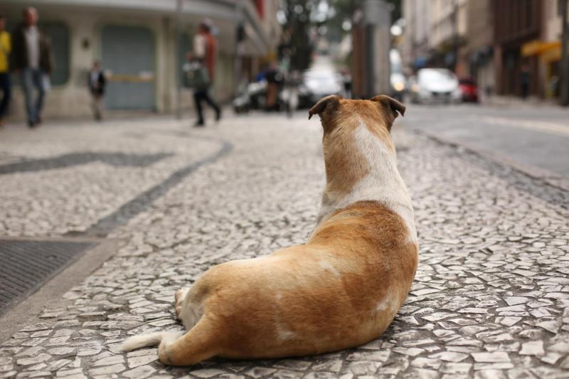 Campanha sobre saúde única pode integrar calendário oficial de Curitiba