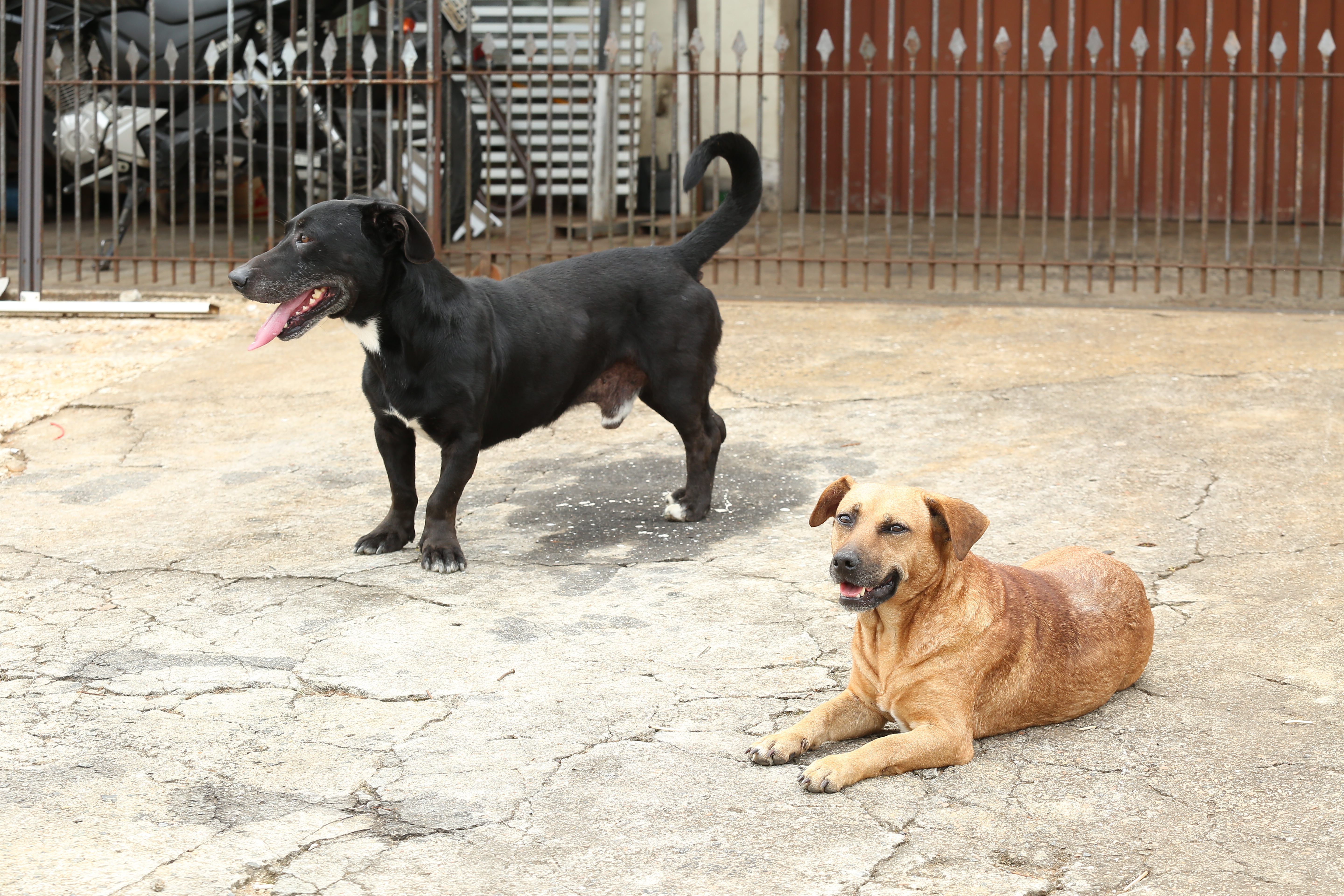 Câncer de mama em animais: Curitiba pode instituir o Outubro Rosa Pet