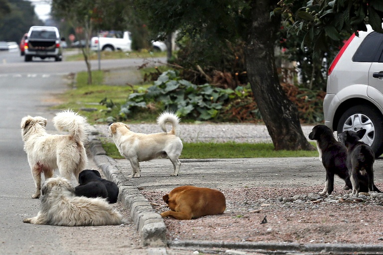Casa de cachorro a animal de rua poderá render desconto no IPTU