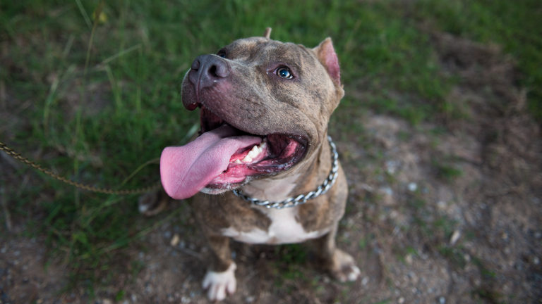 CCJ vota castração de pit bulls e IPTU isento para clínicas veterinárias