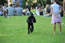 Com nova redação, prefeitura regulamentaria espaço a cães em parques 