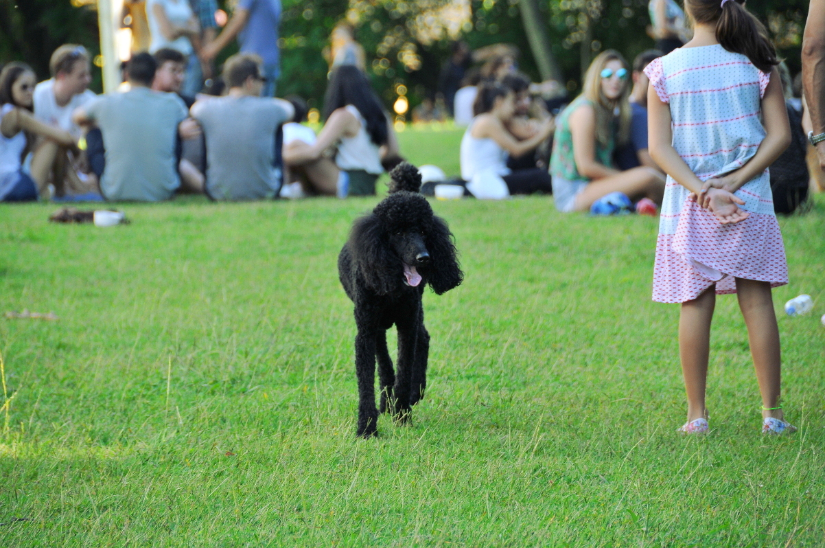 Com nova redação, prefeitura regulamentaria espaço a cães em parques 