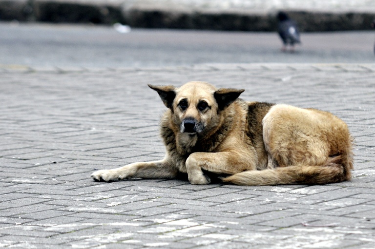 Confirmado crédito para centros de animais e sustentabilidade