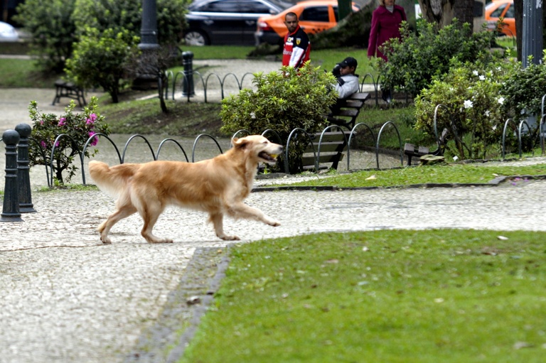 Curitiba pode ter espaços exclusivos para cães em parques e praças