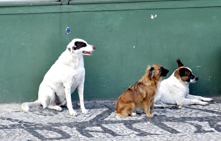 Defesa dos animais é tema da Tribuna Livre