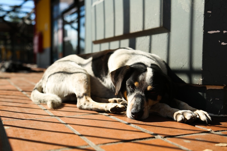 Dezembro Verde: "viagens aumentam abandono animal em 50%"