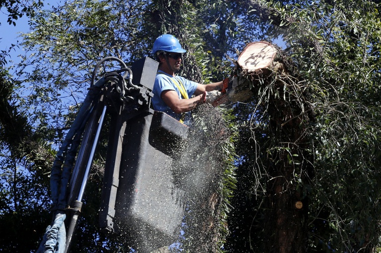 Em agosto, Câmara pediu 81 podas de árvores na cidade