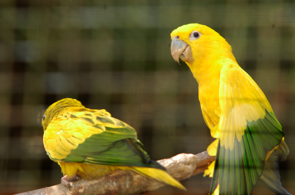 Frente parlamentar promoverá reunião em prol de animais silvestres