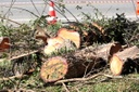 Legislação debate divulgação de licenças para corte de árvores