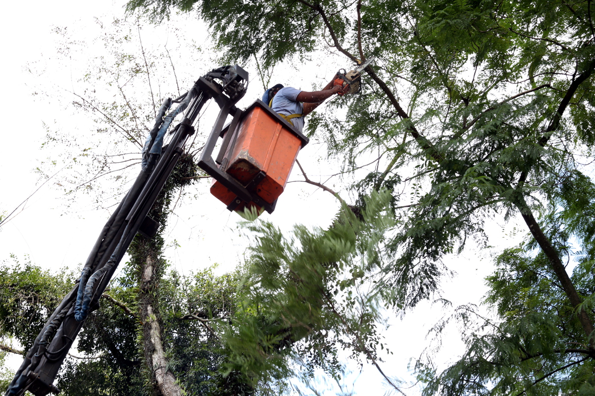 Manejo da arborização urbana pode virar lei em Curitiba