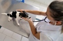 Medicina veterinária e zootecnia na pauta da Tribuna Livre