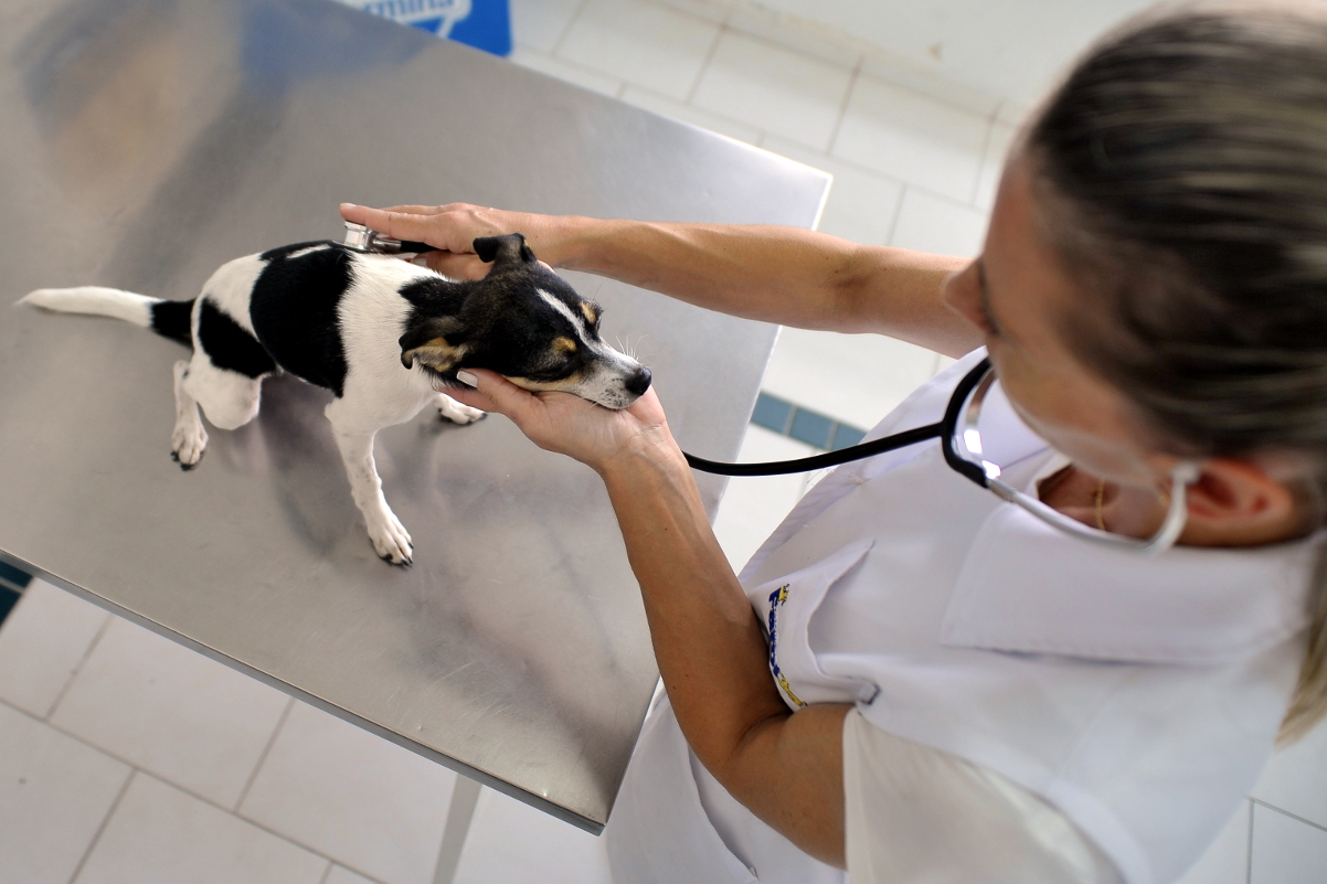 Medicina veterinária e zootecnia na pauta da Tribuna Livre