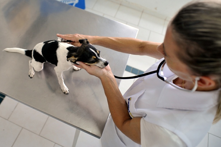 Medicina veterinária e zootecnia na pauta da Tribuna Livre