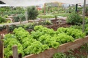 Merenda escolar poderá ganhar reforço com alimentos orgânicos