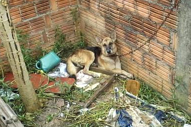 Multa para maus-tratos a animais pode subir para R$ 2 mil em Curitiba