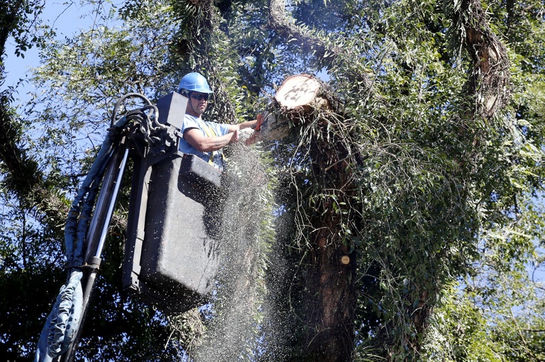 Negados 4,5 mil pedidos de podas e cortes de árvores, em 2014