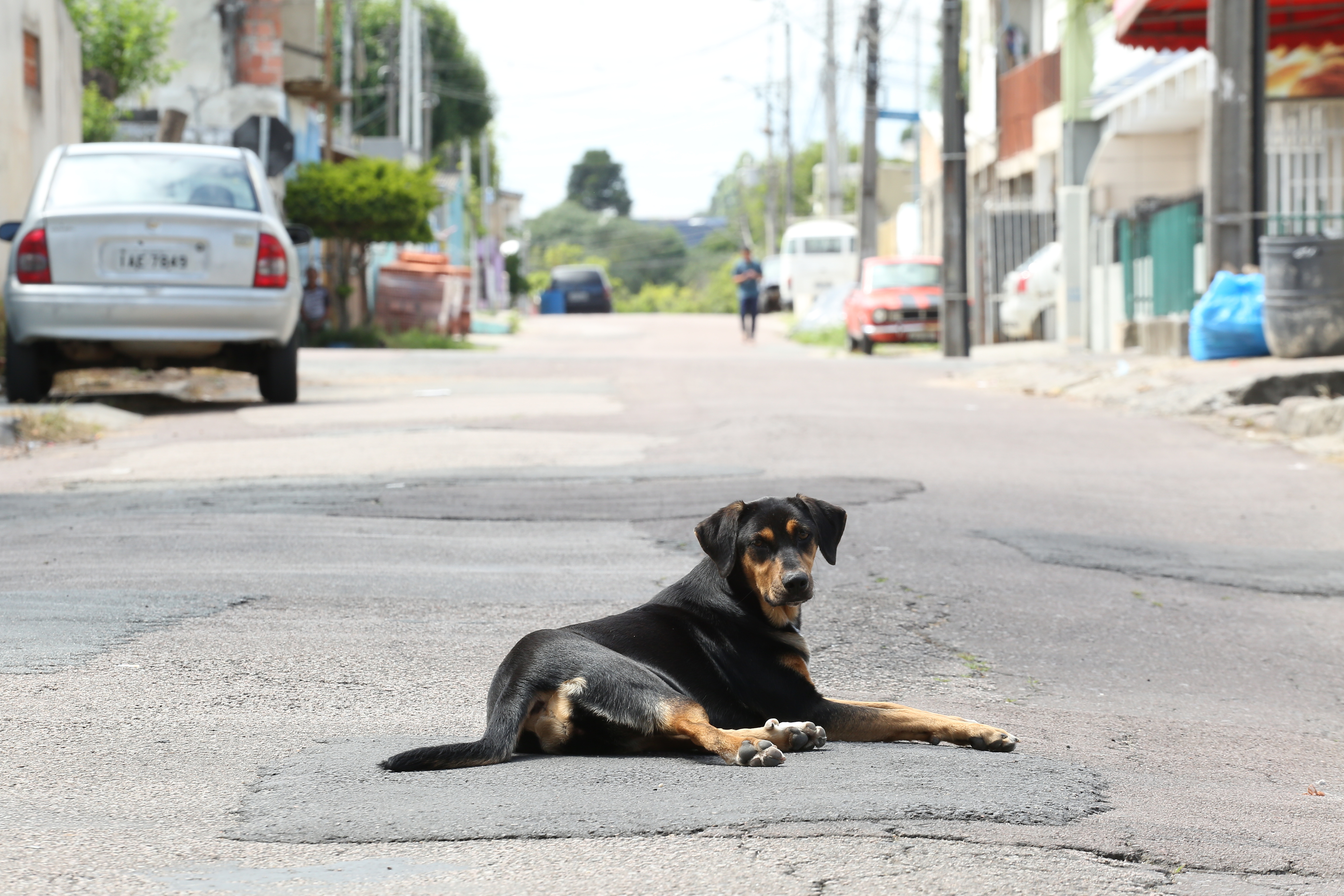 Orçamento 2020: Fabiane Rosa destina R$ R$ 760 mil ao bem-estar animal