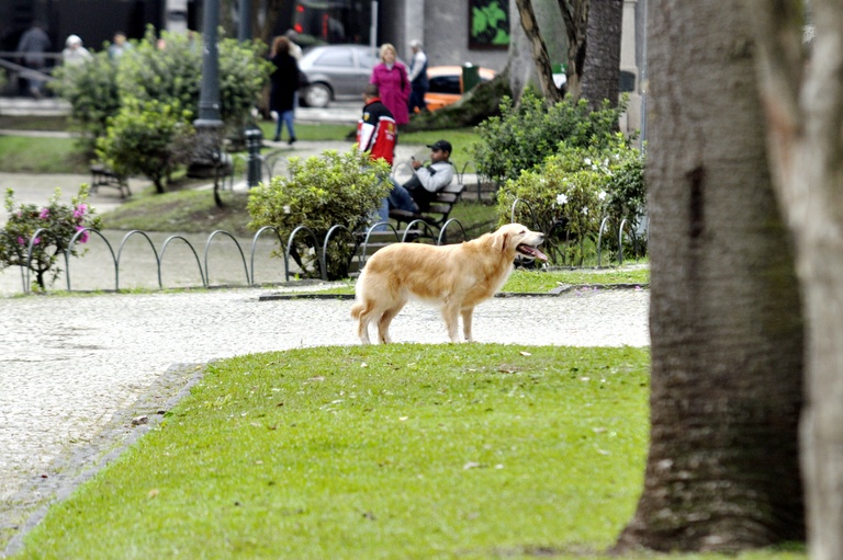 Parques e praças podem ganhar área para bichos de estimação