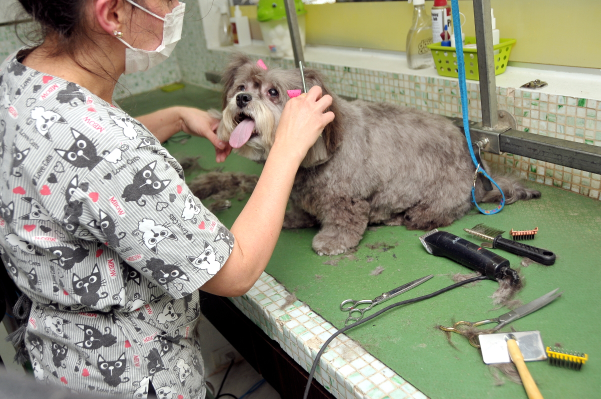 Pet shops deverão comprovar capacitação dos serviços de banho e tosa