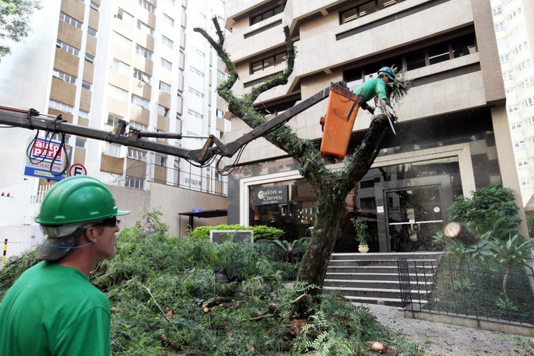 Poda de árvore: projeto dispensa autorização da Prefeitura em Curitiba