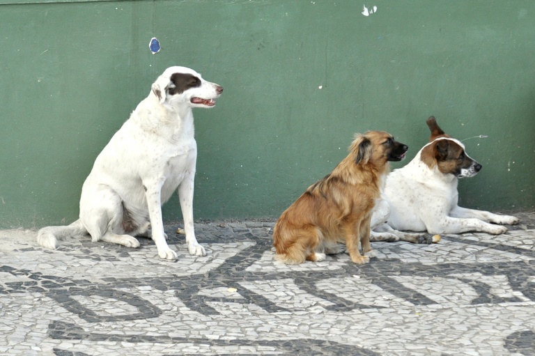 Prefeitura: emenda é destinada a atendimento veterinário