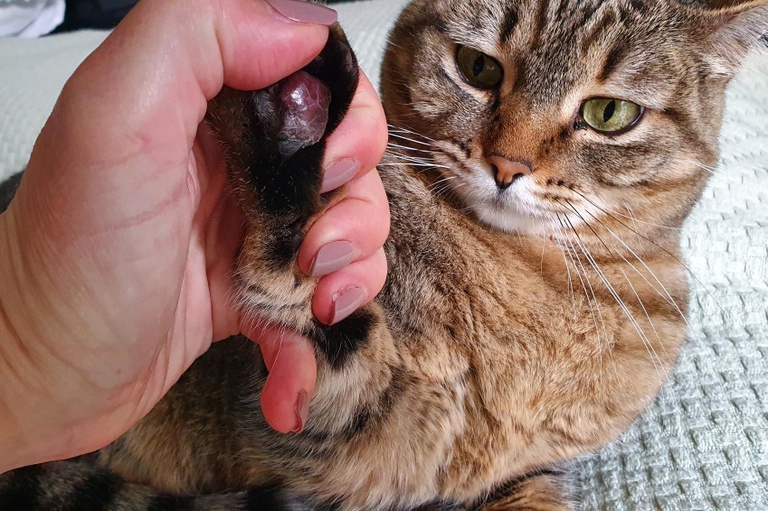 Projeto autoriza sepultamento de pets em cemitérios públicos de Curitiba