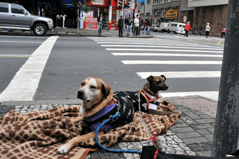 Projeto cria a "Semana Verde" sobre a guarda responsável de animais