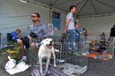 Projeto de lei dispõe sobre doação de animais em Curitiba