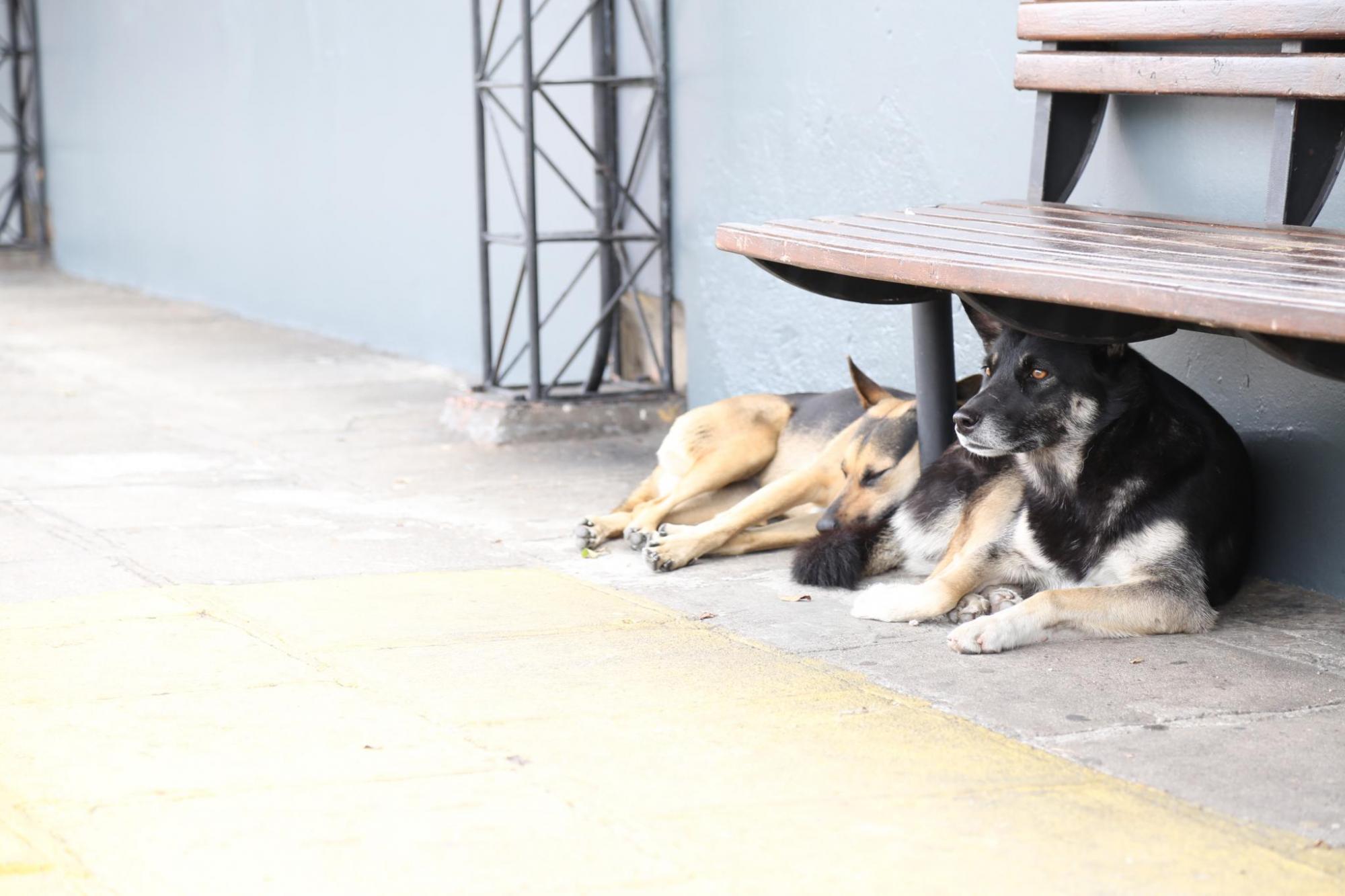 Projeto de lei pretende incentivar adoção de animais de rua