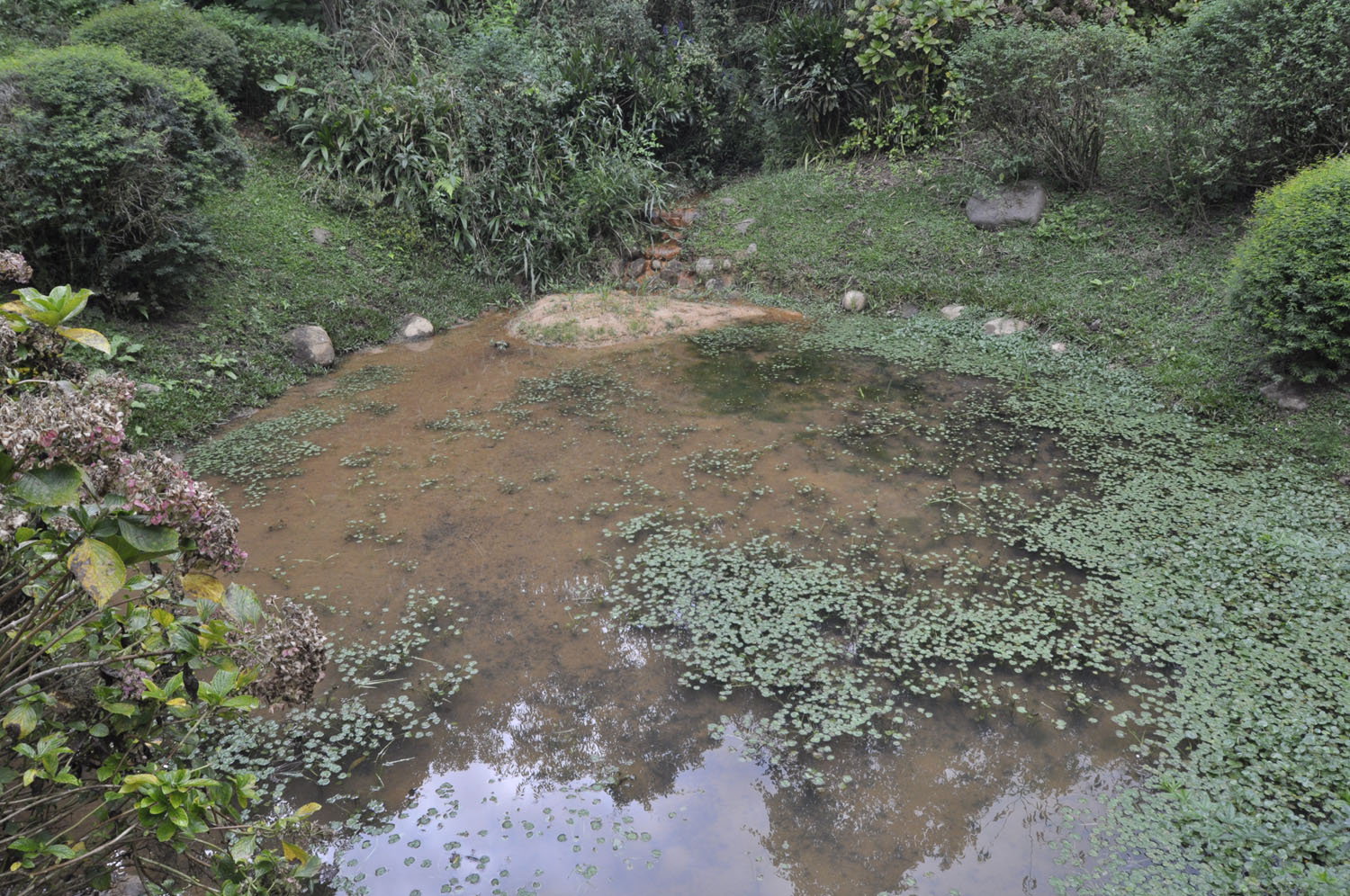 Projeto garante preservação de nascentes d'água em Curitiba 