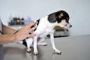 Projeto obriga pet shops a denunciar maus-tratos