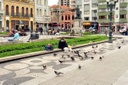 Projeto pretende proibir a alimentação de pombos urbanos