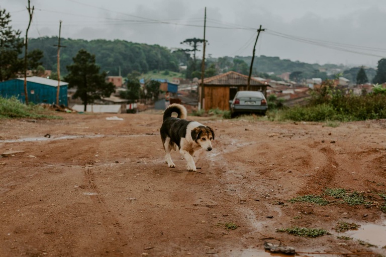 Projeto quer alterar Lei do Banco de Ração para Animais em Curitiba