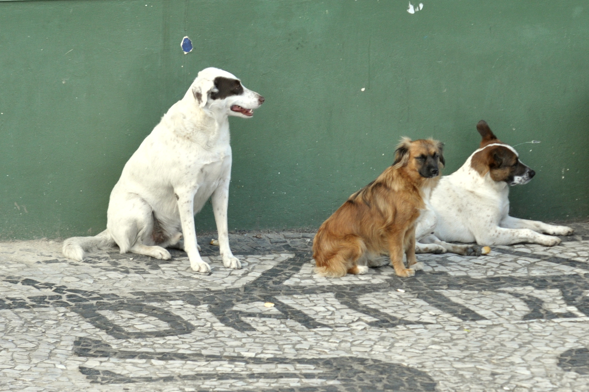 Projeto reforça multas por maus-tratos a animais em Curitiba
