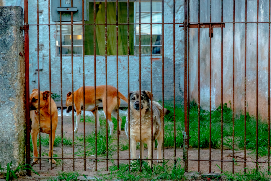 Projeto regulamenta proibição de animais acorrentados em Curitiba