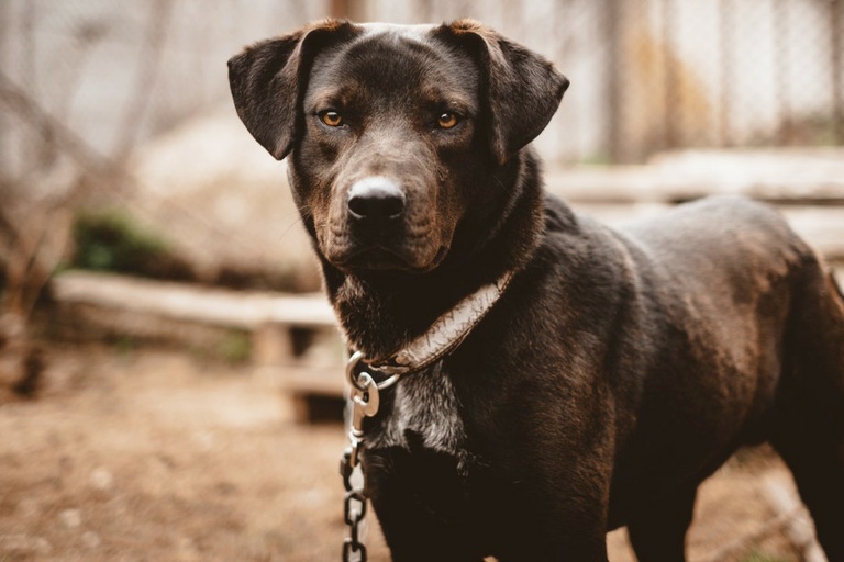 Projeto regulamenta proibição de animais acorrentados em Curitiba