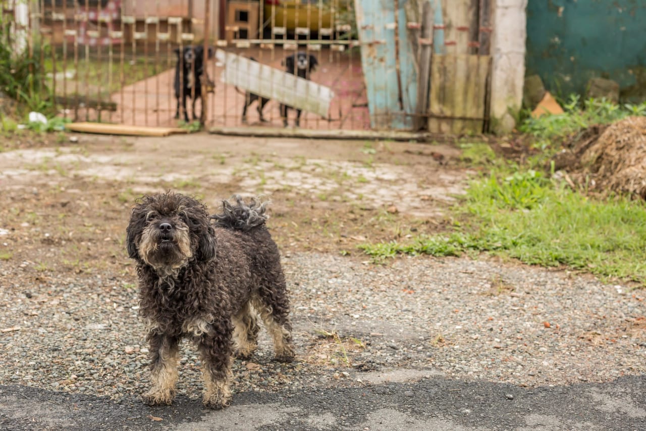 Projetos para bem-estar animal são acatados em 1º turno