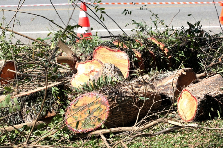 Proposta divulgação das autorizações e licenças para corte de árvores