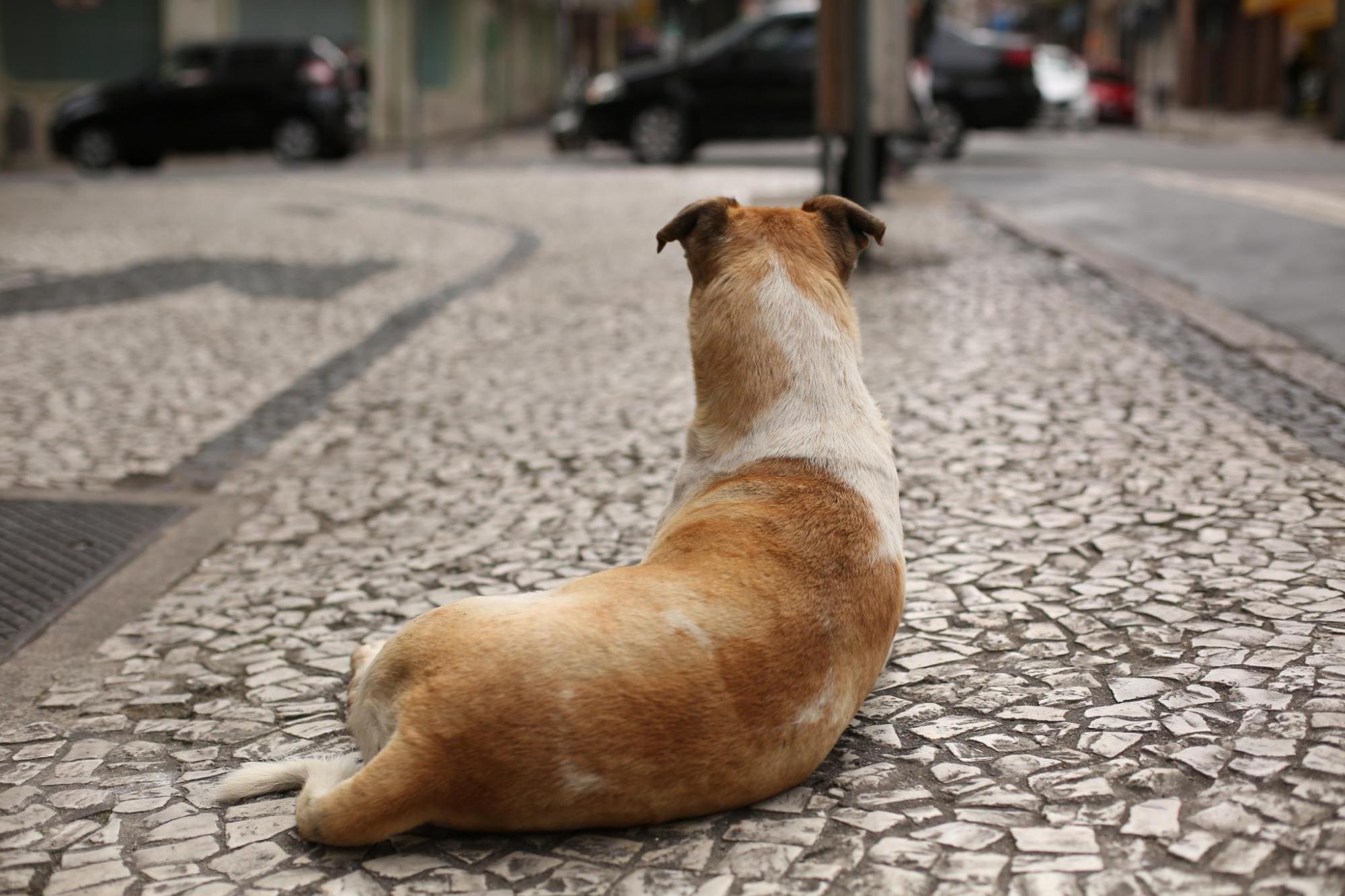 Revisão da "Lei da Carrocinha" cria uma central municipal de adoção