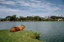 Sancionada lei que inclui o bem-estar na Política de Proteção Animal de Curitiba