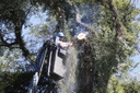 Solicitadas 30 podas e cortes de árvores em bairros de Curitiba