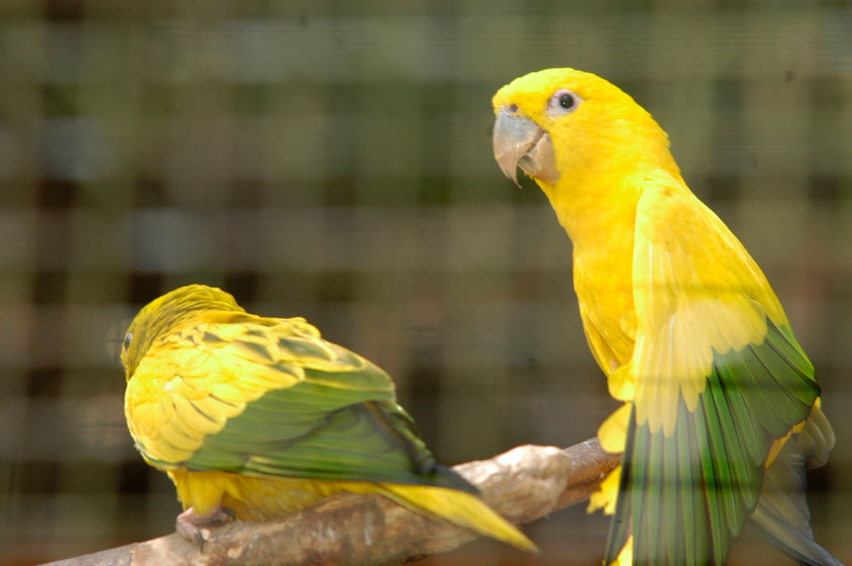 Substitutivo autoriza criação de pássaros em Curitiba 