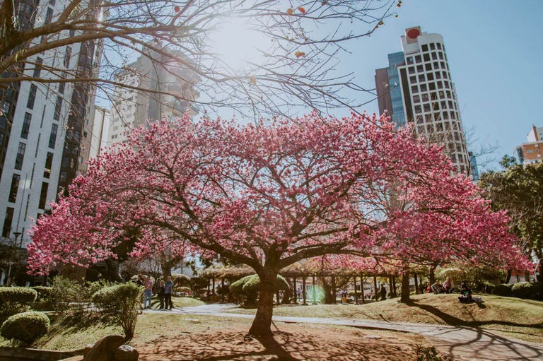 Sugerida criação de ponto turístico em Curitiba com corredor de cerejeiras