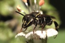 Sugeridas medidas para proteger abelhas sem ferrão em Curitiba