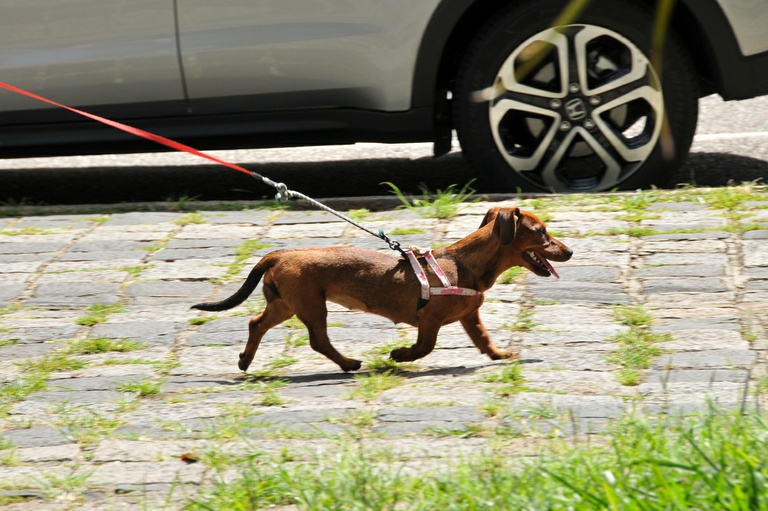 Vereadora propõe Código de Proteção aos Animais